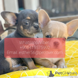 Photo №1. chihuahua - for sale in the city of Engels | Is free | Announcement № 107022