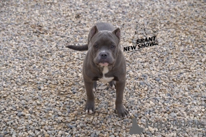Photo №1. american bully - for sale in the city of Yaroslavl | 779$ | Announcement № 8256