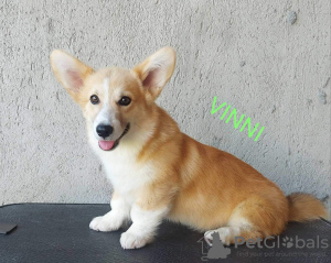 Photo №2 to announcement № 66095 for the sale of welsh corgi - buy in Serbia breeder