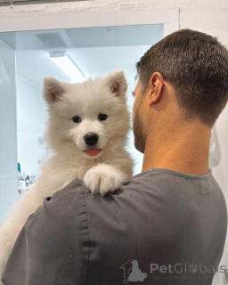Photo №1. samoyed dog - for sale in the city of Vienna | negotiated | Announcement № 169897