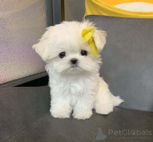 Photo №1. maltese dog - for sale in the city of Oslo | negotiated | Announcement № 117436