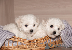 Photo №4. I will sell bichon frise in the city of Minsk. from nursery - price - 642$