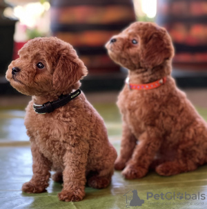 Photo №1. poodle (toy) - for sale in the city of Belgrade | negotiated | Announcement № 110720