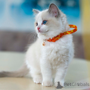 Photo №2 to announcement № 160272 for the sale of ragdoll - buy in Germany 