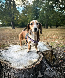 Photo №2 to announcement № 163624 for the sale of dachshund - buy in Finland private announcement, from the shelter
