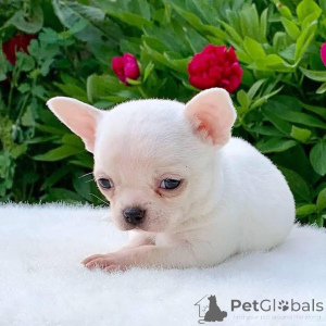 Photo №2 to announcement № 163606 for the sale of chihuahua - buy in Italy 