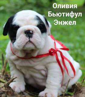 Photo №1. english bulldog - for sale in the city of Москва | 1065$ | Announcement № 3263