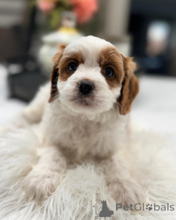 Photo №4. I will sell non-pedigree dogs in the city of Munich. breeder - price - negotiated