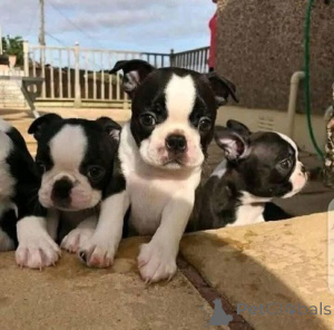 Photo №1. boston terrier - for sale in the city of Olden | 800$ | Announcement № 140161