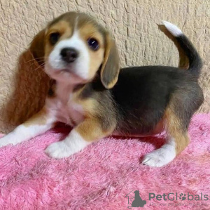 Photo №1. beagle - for sale in the city of Амстердам | negotiated | Announcement № 31990