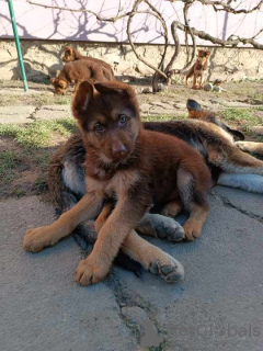 Photo №2 to announcement № 91136 for the sale of german shepherd - buy in Serbia breeder