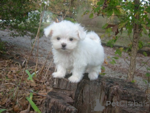 Photo №2 to announcement № 107570 for the sale of maltese dog - buy in France private announcement