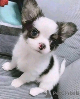 Photo №3. Chihuahua puppies really to go both males and females. Finland