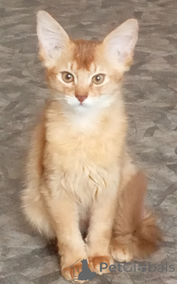 Photo №3. Somali kittens. Latvia