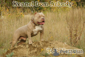 Photo №1. american bully - for sale in the city of Krasnodar | 651$ | Announcement № 44290