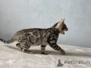 Photo №2 to announcement № 100957 for the sale of bengal cat - buy in France private announcement, from nursery, breeder