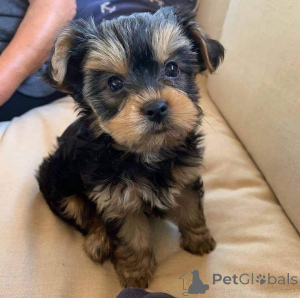 Photo №2 to announcement № 161739 for the sale of  - buy in Ukraine 