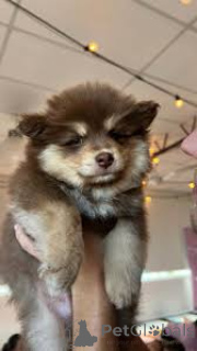 Photo №1. finnish lapphund - for sale in the city of Helsinki | 723$ | Announcement № 169377