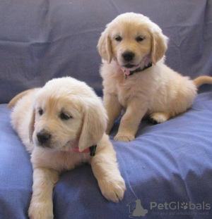 Photo №1. golden retriever - for sale in the city of Барсена-де-Сисеро | 264$ | Announcement № 40099