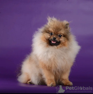 Photo №1. german spitz - for sale in the city of Москва | negotiated | Announcement № 119006