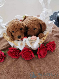 Additional photos: Red dwarf poodle puppies