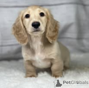 Photo №1. dachshund - for sale in the city of Brussels | 826$ | Announcement № 167737