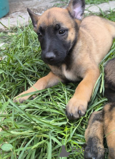 Photo №3. Belgian Malinois Shepherd puppies. Serbia