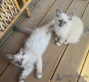 Photo №1. birman - for sale in the city of Alsdorf | 361$ | Announcement № 174531