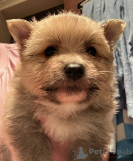 Photo №2 to announcement № 144561 for the sale of pomeranian - buy in Germany breeder