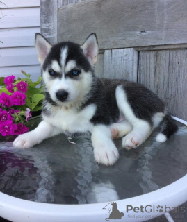 Photo №1. siberian husky - for sale in the city of Prague | 350$ | Announcement № 111175