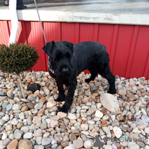 Photo №1. giant schnauzer - for sale in the city of Christiansann | negotiated | Announcement № 173085