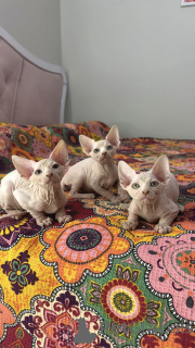 Photo №3. Kittens Canadian sphinxes. Turkey