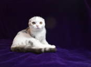 Photo №3. Purebred kitten Fold is sold, excellent breed type. Belarus