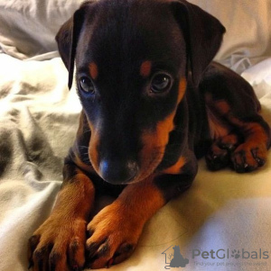 Photo №1. dobermann - for sale in the city of Роттердам | 687$ | Announcement № 79979