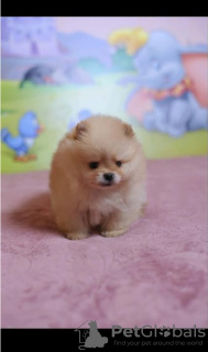 Photo №4. I will sell pomeranian in the city of Werbass. breeder - price - negotiated