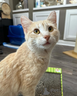 Photo №2 to announcement № 150628 for the sale of domestic cat - buy in Germany from the shelter, breeder