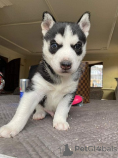 Photo №1. siberian husky - for sale in the city of Эурайоки | Is free | Announcement № 128347