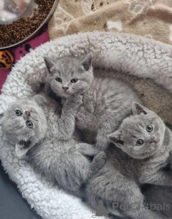 Photo №1. british shorthair - for sale in the city of Hong Kong | Is free | Announcement № 104629