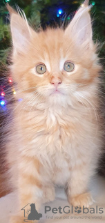 Photo №4. I will sell maine coon in the city of Гамбург. private announcement - price - 370$
