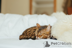 Photo №1. bengal cat - for sale in the city of Las Vegas | 560$ | Announcement № 35311
