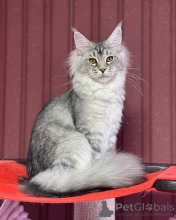 Photo №1. maine coon - for sale in the city of Berlin | 2113$ | Announcement № 103841