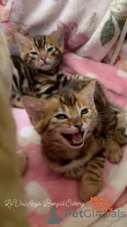 Photo №2 to announcement № 166777 for the sale of bengal cat - buy in France private announcement, breeder