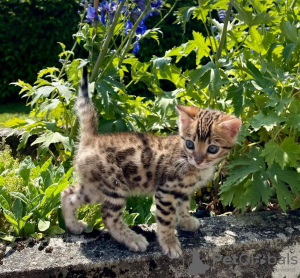 Photo №1. bengal cat - for sale in the city of Asheville | 300$ | Announcement № 114882