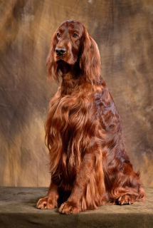 Additional photos: Irish Setter Puppies