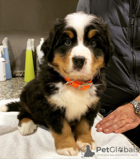 Photo №1. bernese mountain dog - for sale in the city of Tallinn | 423$ | Announcement № 88797