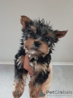 Photo №4. I will sell yorkshire terrier in the city of Aachen. private announcement - price - 310$