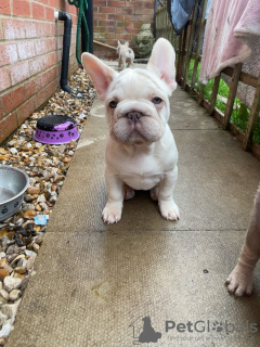 Photo №2 to announcement № 111062 for the sale of french bulldog - buy in United States breeder