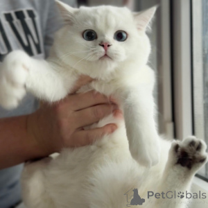 Photo №3. Charming Scottish Fold Kittens With Round Faces and Big Eyes. Germany