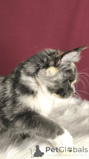 Photo №1. maine coon - for sale in the city of Achterveld | negotiated | Announcement № 156805