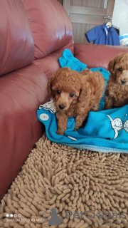 Photo №2 to announcement № 9757 for the sale of poodle (toy) - buy in Ukraine breeder